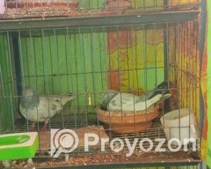 fitted-22_2025-12-18_09-58-42