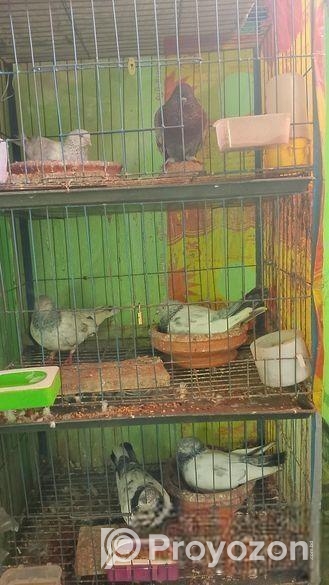 তিন জোড়া কবুতর খাঁচা সহ বিক্রি করা হবে