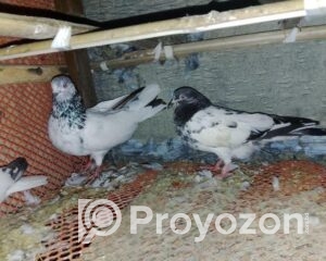 fitted-22_2025-12-22_10-28-37