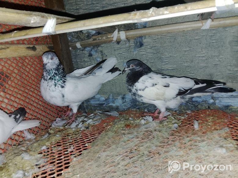 Xt8 Dual Camera Folding Mini Drone