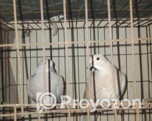 fitted-23_2025-12-01_10-28-58