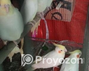 fitted-23_2025-12-17_09-58-05