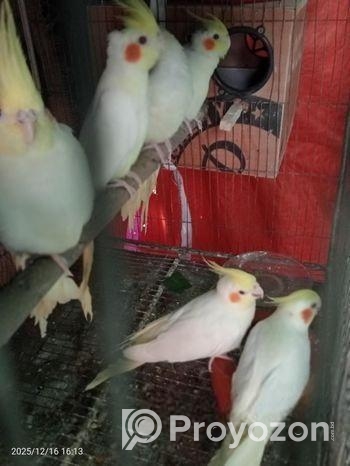 লুটিনো পাল ককাটেল রানিং পাখি