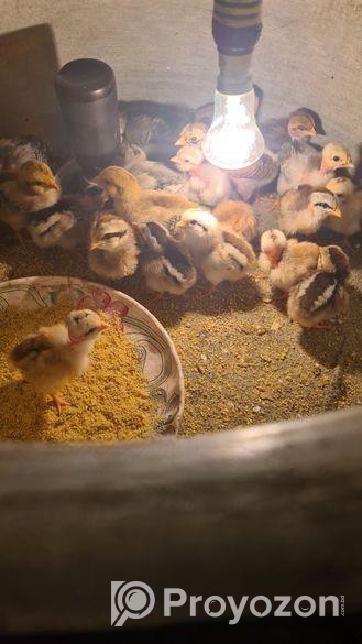 23 পিচ দেশি মুরুগ এর বাচ্চা