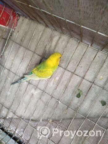 সিংগেল ফিমেল বাজিগার