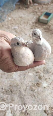 King Quail – কিং কোয়েল