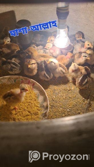 23 পিচ দেশি মুরুগ এর বাচ্চা