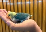 Tame Size Baby Lovebird