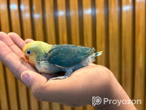 Tame Size Baby Lovebird