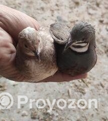 fitted-25_2025-12-17_10-00-52