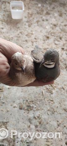 King Quail – কিং কোয়েল