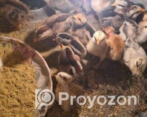 fitted-25_2025-12-22_10-32-41