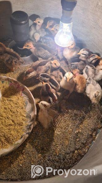 23 পিচ দেশি মুরুগ এর বাচ্চা