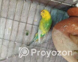 fitted-26_2025-12-01_10-32-22