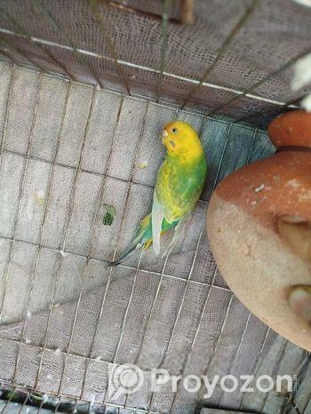 সিংগেল ফিমেল বাজিগার