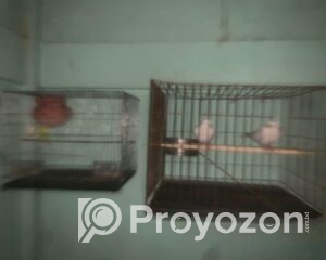 fitted-26_2025-12-03_10-21-32