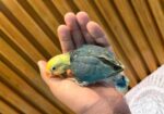 Tame Size Baby Lovebird