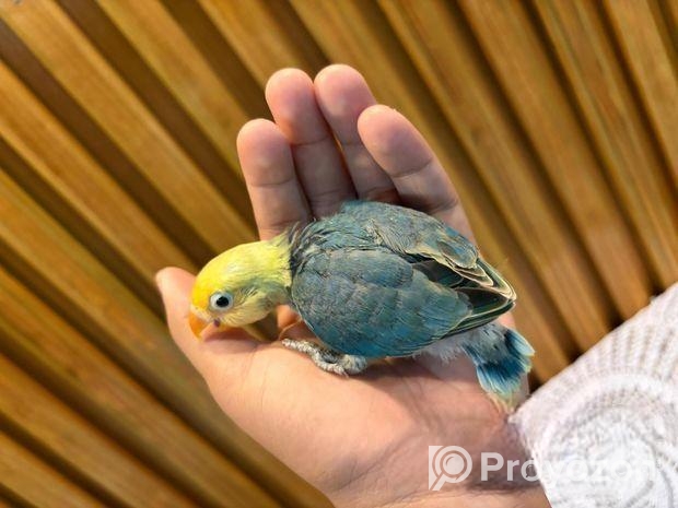 Tame Size Baby Lovebird