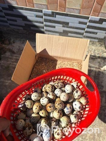 কোয়েল পাখি বীজ ডিম আমরা গ্যারান্টি দিয়ে বিক্রি করে থাকি,