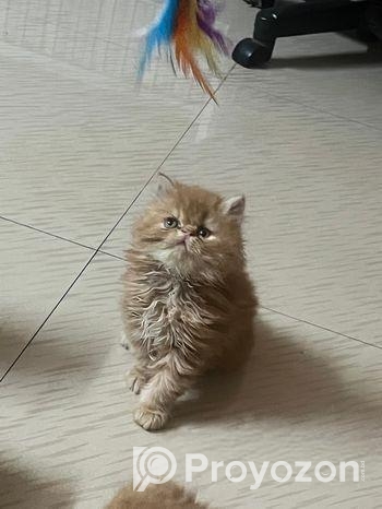 Exotic Bloodline cat