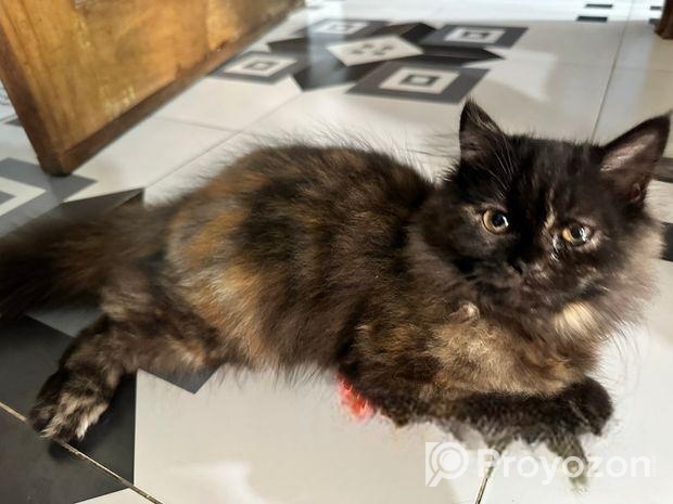 Persian Female Baby Cat