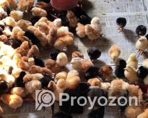 fitted-27_2025-12-07_10-25-55