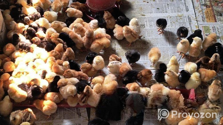 বিশেষ অফার! টাইগার মুরগির বাচ্চা