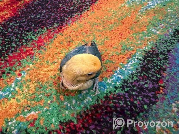 Tame Size Baby Lovebird