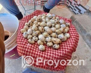 fitted-27_2025-12-17_10-04-15