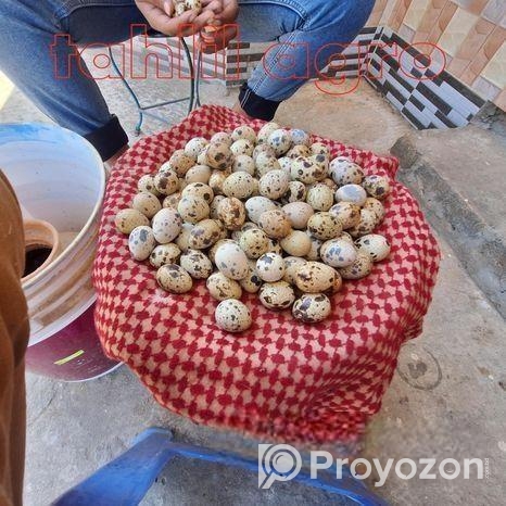 কোয়েল পাখি বীজ ডিম আমরা গ্যারান্টি দিয়ে বিক্রি করে থাকি,