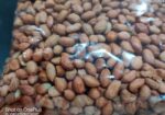 চীনা বাদাম (কাঁচা) / PEANUT RAW –