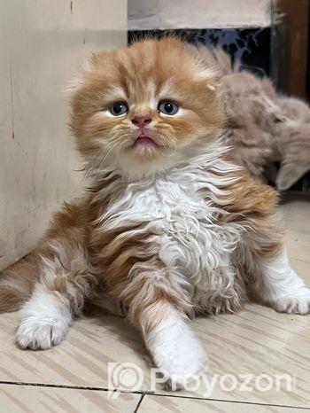 Exotic Bloodline cat