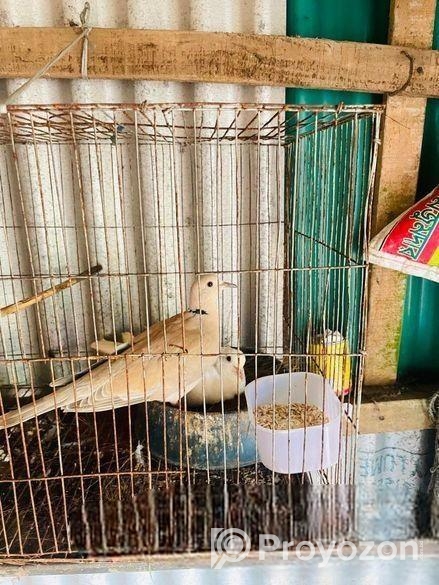 অস্ট্রেলিয়ান ঘুঘু