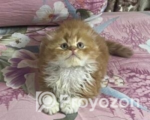 fitted-28_2025-12-18_10-17-13