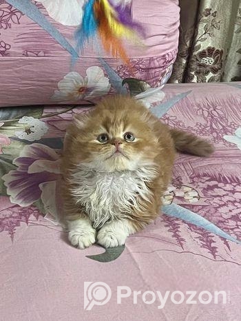 Exotic Bloodline cat