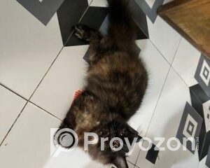 fitted-29_2025-12-01_10-39-01