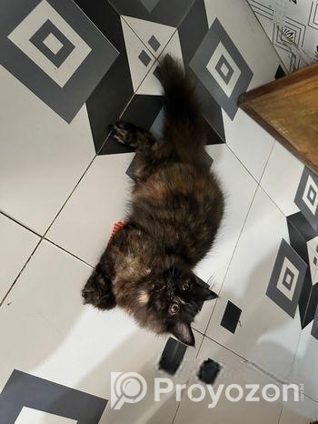 Persian Female Baby Cat