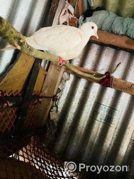 অস্ট্রেলিয়ান ঘুঘু