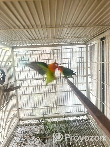 লভবার্ড