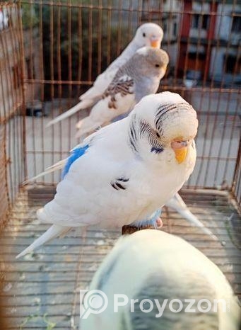 বাজরিগার পাখি Bajrikar Bird