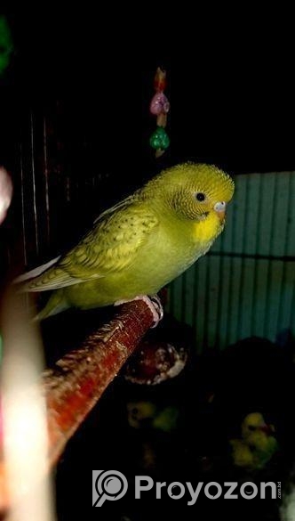 বাজরিগার পাখি