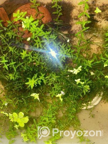 Micra Plants For Sell