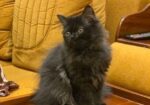 Black Male Persian Kitten