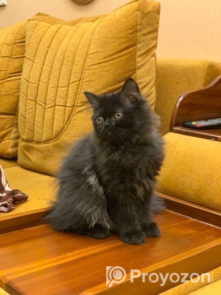 Black Male Persian Kitten