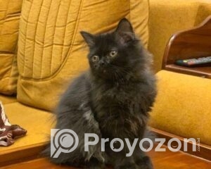 fitted-2_2025-12-10_09-24-59