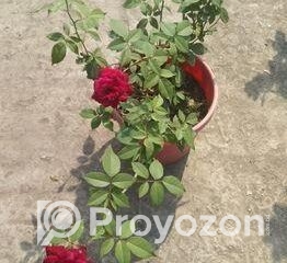 fitted-2_2025-12-11_09-23-52