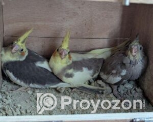 fitted-2_2025-12-15_10-08-10