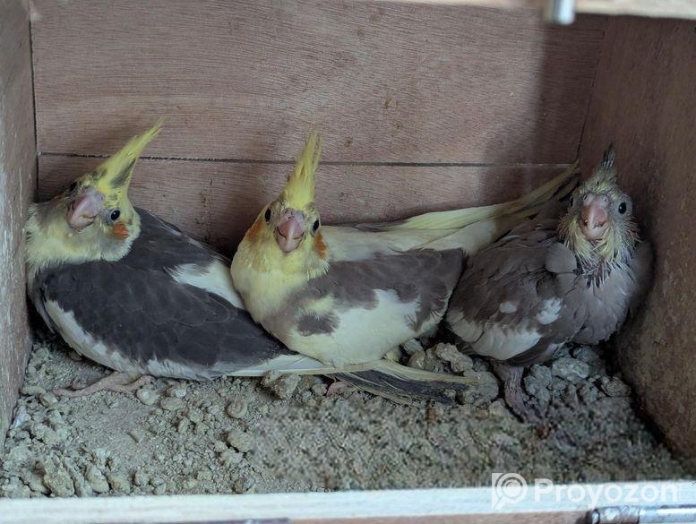 ককাটেল পাখি বিক্রি করা হবে