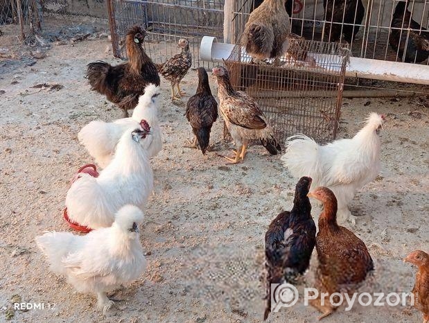 আঁচিল ফাইটার,