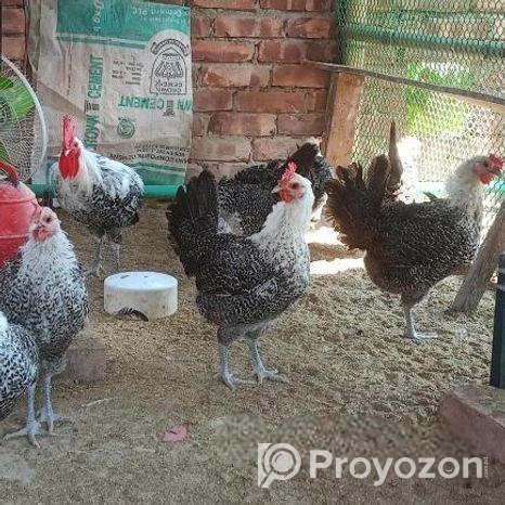 রানিং ফাউমি মুরগি